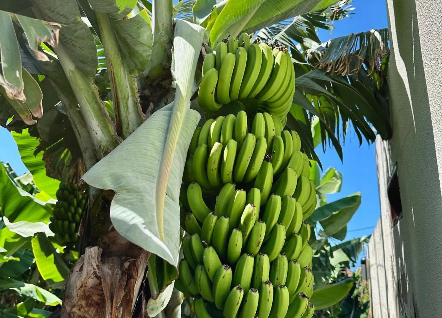 Apartment Oasis Suites - Funchal Portugal